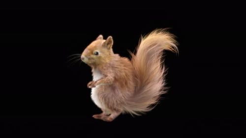 Transparent Animated Squirrel Standing with Subtle Movement