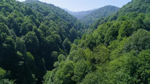 Forest with dense tree texture.