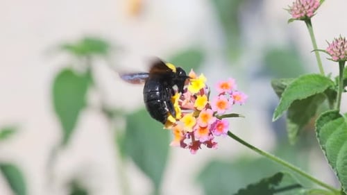 Carpenter Bee Pollinating Colorful Flowers, Close Up