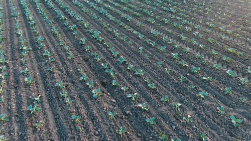 Aerial View of an Agricultural Field with Smooth Rows of Young Cabbage Seedlings