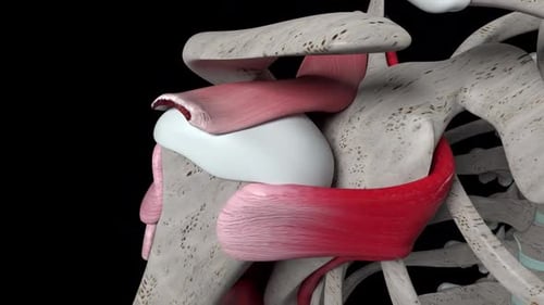 Human Shoulder Muscles and Skeletal System 3D Animation