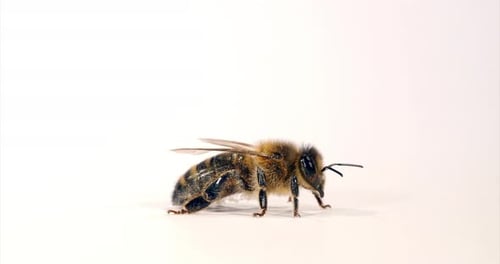 European Honey Bee, apis mellifera, Black Bee grooming against White Background, Normandy