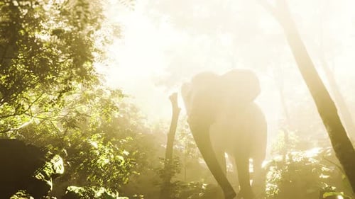 Big Elephant Looking From a Green Jungle to the Camera