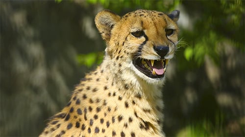 Gepard