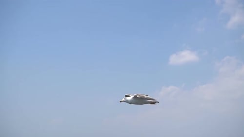 Seagull Flying Above Ocean on Sunny Day