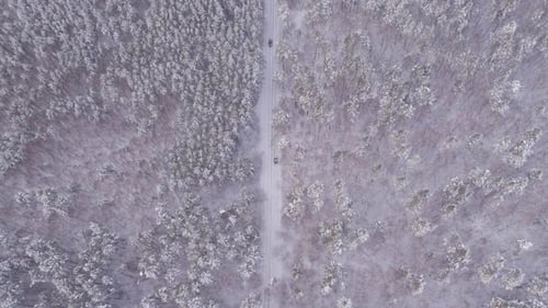 Road In The Winter Forest