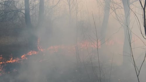 Fire in the Forest Burning Dry Grass Trees Bushes Flame and Smoke Wildfires