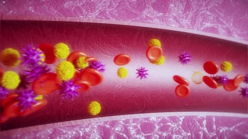 Red blood cells in an artery