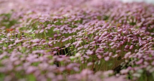 Pink Leaf Microgreens Growing Indoors