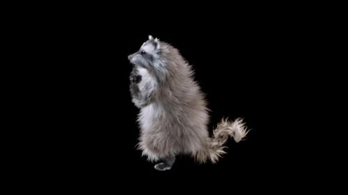 3D Animated Raccoon Standing on Hind Legs Looking Around