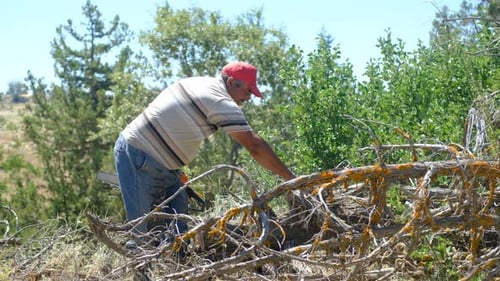 Man Cutting Tree Limbs with Chainsaw on Hillside