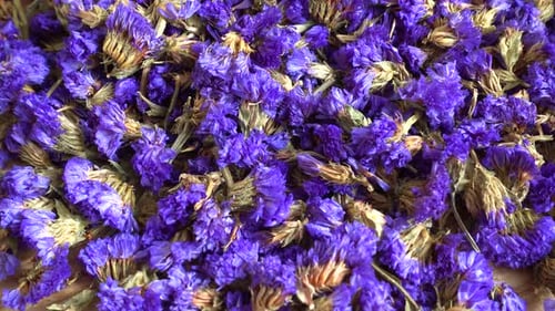 Dried Purple and Blue Flowers Close Up