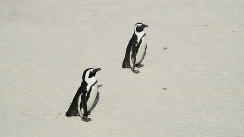 pingüinos