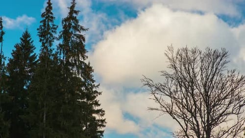 Árvores coníferas e decíduas no inverno