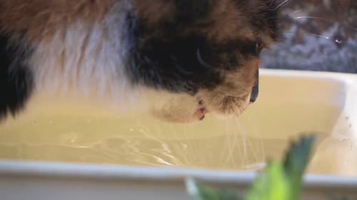 Calico Cat Drinks Water Close Up