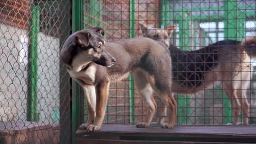 Homeless Dogs Inside a Cage at the Shelter