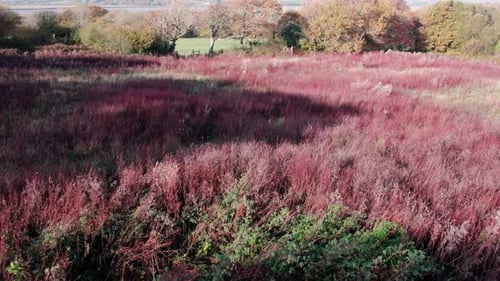 AERIAL: Low dolly across field filled with red and green shrubs, Gower, 4k Drone