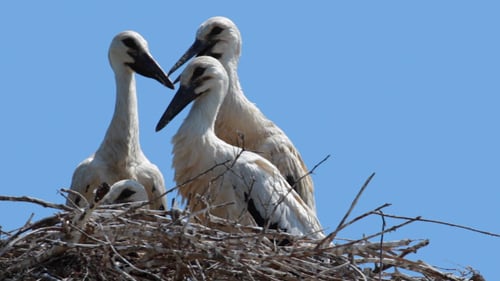 White Stork Family Nesting on Branches