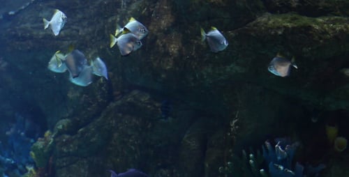 The Fish 9