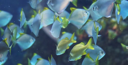Der Fisch 10