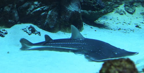 Guitarfish Swimming Serenely on Ocean Floor
