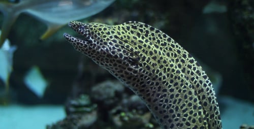 Spotted Moray Eel Glides Underwater