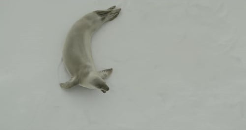 Seal on iceberg