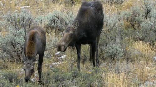 Cow and calf moose grazing in a field near Grand Teton National Park