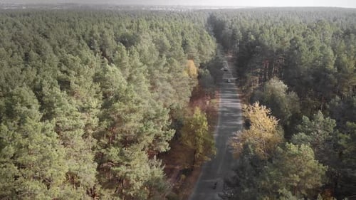 Cyclists riding bicycles in forest