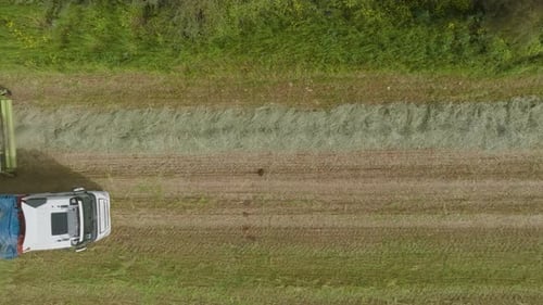 Feldhäcksler entladen Weizensilage auf einen großen LKW.