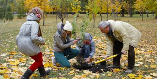 Planting Tree