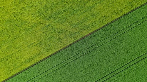 Agricultural Field Top View