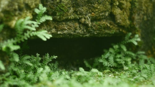 Macro Forest