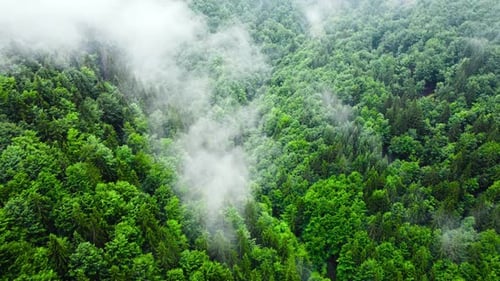 Aerial View of Misty Forest Clouds Above Green Mountain Drone Flying Over Spruce Conifer Treetops