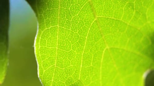 Macro close up of a green oak leaf on a bright sunny summer day.