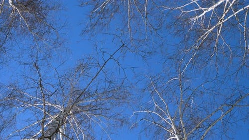 Beautiful Birch Trees At The Sunny Winter