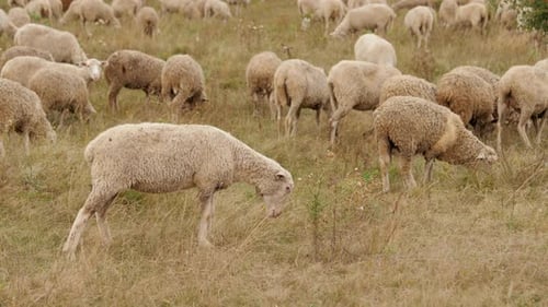 Herd of Sheep Grazing in the Meadow Farming and Raising Livestock