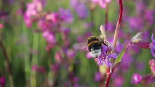 Bee Pollinating Pink Wildflowers in Spring Meadow