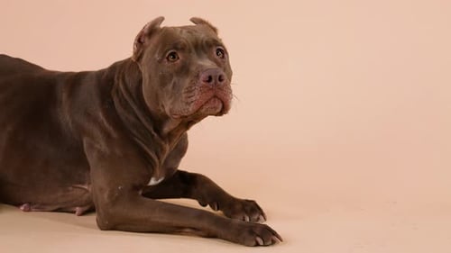 Um cão da raça American Pit Bull Terrier está com as patas dianteiras estendidas na frente da aparência