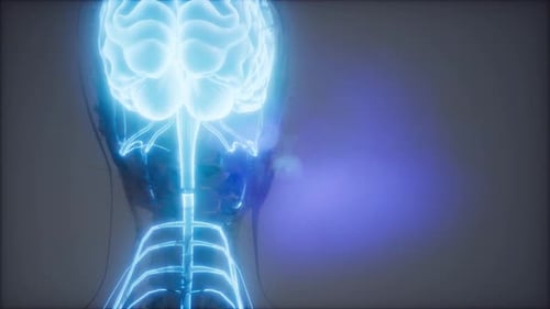 Glowing Human Brain and Nervous System 3D Animation