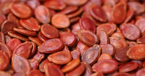 Red watermelon seed