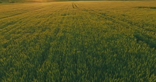 Helle Sonne scheint auf einem schönen landwirtschaftlichen Feld mit wachsendem Getreide Draufsicht Prores