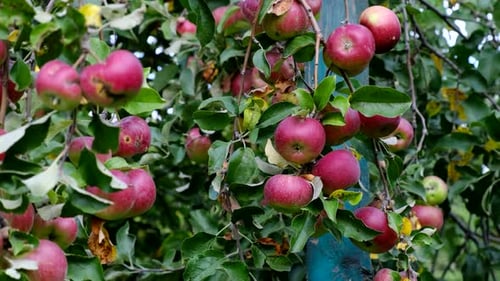 Beautiful red apples in apple orchard. Ripe fruits grow on the tree