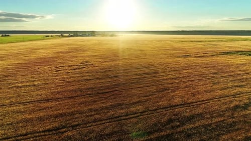 Volando sobre un campo de trigo dorado en un paisaje rural otoñal en una mañana soleada Zumbido Vista