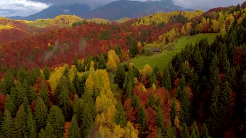 Drohnenaufnahme des Herbstwaldes mit Bergen im Hintergrund