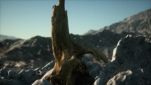 Dead Pine Tree at Granite Rock at Sunset