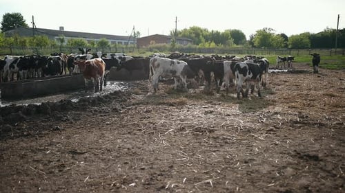 Cows Drinking at Trough on Sunny Day