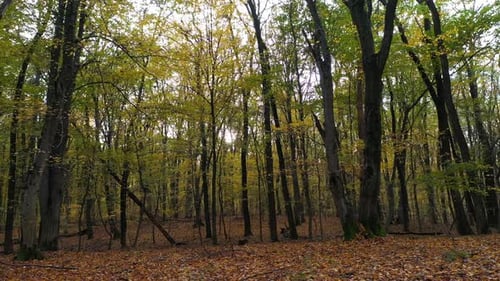 Sliding in the Forest