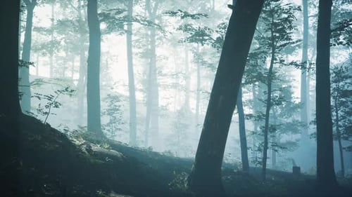 Morning Fog in Deep Forest