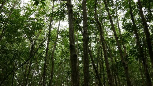 Tree in Forest